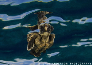 The beginning of life starts as we release baby turtles i... by Steven Anderson 